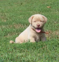 Franklin (Orange Collar), a male Labrador Retriever for sale in Tiffin, OH – 5 of 10