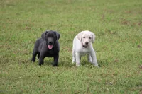 Ms. Polly (Pink Collar), a female Labrador Retriever for sale in Tiffin, OH – Photo 8 of 10