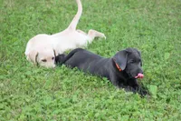 Ms. Polly (Pink Collar), a female Labrador Retriever for sale in Tiffin, OH – Photo 9 of 10