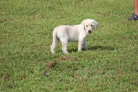 Ms. Polly (Pink Collar), a female Labrador Retriever for sale in Tiffin, OH – Photo 5 of 10