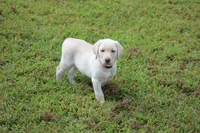 Ms. Polly (Pink Collar), a female Labrador Retriever for sale in Tiffin, OH – Photo 4 of 10