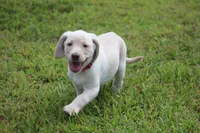 Ms. Polly (Pink Collar), a female Labrador Retriever for sale in Tiffin, OH – Photo 3 of 10