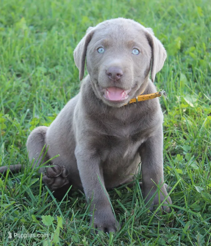 Lily (Yellow Collar) – Labrador Retriever puppy for sale in Tiffin, OH
