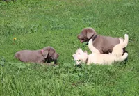 Bruce {Black Collar}, a male Labrador Retriever for sale in Tiffin, OH – 6 of 7