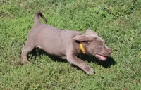 Lily "Last Puppy Available", a female Labrador Retriever for sale in Tiffin, OH – 3 of 10