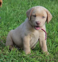 Chloe (Pink Collar), a female Labrador Retriever for sale in Tiffin, OH – 6 of 10