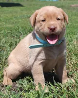 Kennedy (Light Blue), a female Labrador Retriever for sale in Tiffin, OH – 7 of 10