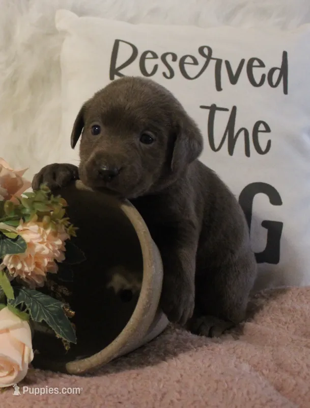 Winnie (Pink Collar) – Labrador Retriever puppy for sale in Tiffin, OH