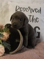 Winnie (Pink Collar), a female Labrador Retriever for sale in Tiffin, OH – 1 of 6