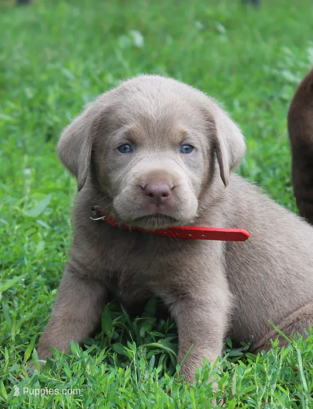 Parker (Red Collar) – Labrador Retriever puppy for sale in Tiffin, OH