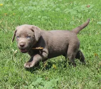 Lily (Yellow Collar), a female Labrador Retriever for sale in Tiffin, OH – 6 of 10