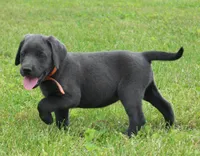 Ryder (Orange Collar), a male Labrador Retriever for sale in Tiffin, OH – 3 of 7