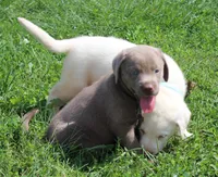 Bruce {Black Collar}, a male Labrador Retriever for sale in Tiffin, OH – 4 of 7