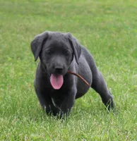 Ryder (Orange Collar), a male Labrador Retriever for sale in Tiffin, OH – 5 of 7