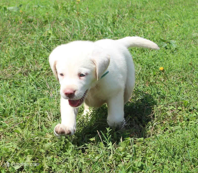 Bear (Light Blue Collar) – Labrador Retriever puppy for sale in Tiffin, OH