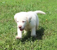 Bear (Light Blue Collar), a male Labrador Retriever for sale in Tiffin, OH – 1 of 10