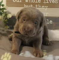 Scout (Black Collar), a male Labrador Retriever for sale in Tiffin, OH – 3 of 5