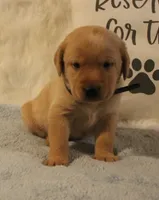 Milo (Black Collar), a male Labrador Retriever for sale in Tiffin, OH – 2 of 5
