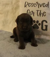 Charlie (Green Collar), a male Labrador Retriever for sale in Tiffin, OH – 4 of 7