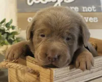 Scout (Black Collar), a male Labrador Retriever for sale in Tiffin, OH – 5 of 5