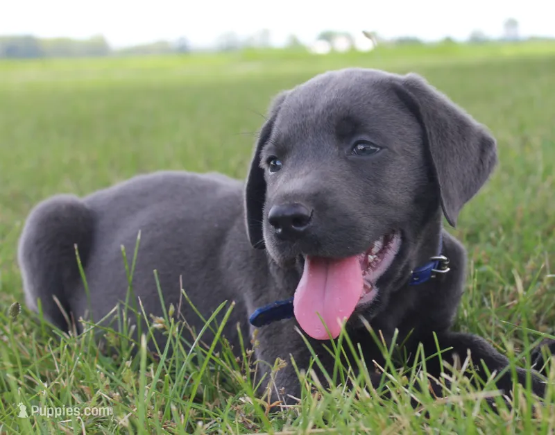 Max (Blue Collar) – Labrador Retriever puppy for sale in Tiffin, OH
