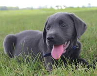 Max (Blue Collar), a male Labrador Retriever for sale in Tiffin, OH – 1 of 10