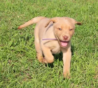 Ivy (Purple Collar), a female Labrador Retriever for sale in Tiffin, OH – 5 of 8