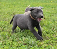Theo (Tan Collar), a male Labrador Retriever for sale in Tiffin, OH – 3 of 8