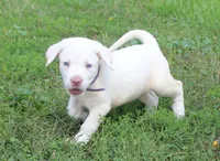 Susie (Purple Collar), a female Labrador Retriever for sale in Tiffin, OH – 2 of 10