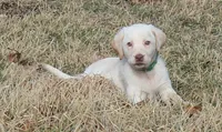 Gabby (green collar), a female Labrador Retriever for sale in Tiffin, OH – Photo 1 of 8