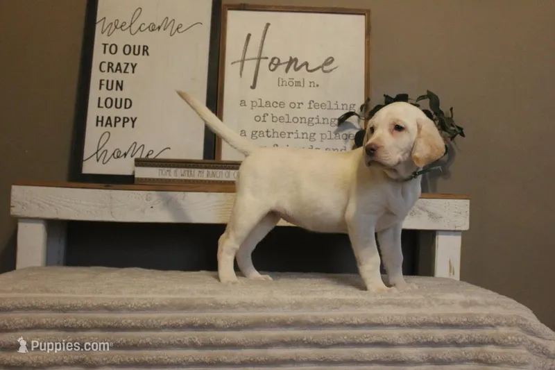 Gabby (green collar)