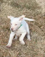 Gabby (green collar), a female Labrador Retriever for sale in Tiffin, OH – Photo 3 of 8