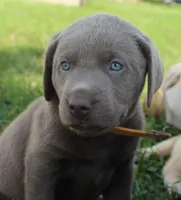Lily (Yellow Collar), a female Labrador Retriever for sale in Tiffin, OH – 3 of 10