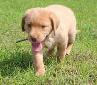 Ivy (Purple Collar), a female Labrador Retriever for sale in Tiffin, OH – 3 of 8