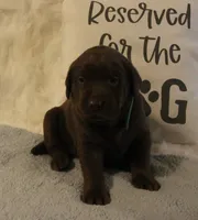Charlie (Green Collar), a male Labrador Retriever for sale in Tiffin, OH – 3 of 7