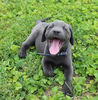 Max (Blue Collar), a male Labrador Retriever for sale in Tiffin, OH – 3 of 10