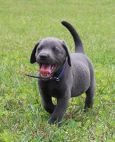 Max (Blue Collar), a male Labrador Retriever for sale in Tiffin, OH – 2 of 10