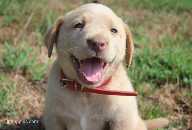 Georgie (Red Collar) – Labrador Retriever puppy for sale in Tiffin, OH