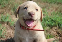 Georgie (Red Collar), a male Labrador Retriever for sale in Tiffin, OH – 1 of 9
