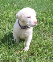 Susie (Purple Collar), a female Labrador Retriever for sale in Tiffin, OH – 8 of 10
