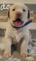 Lincoln (Blue Collar), a male Labrador Retriever for sale in Tiffin, OH – 2 of 5