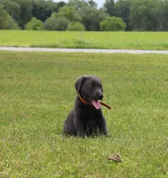 Ryder (Orange Collar), a male Labrador Retriever for sale in Tiffin, OH – 4 of 7