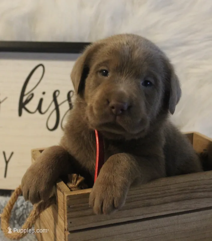 Parker (Red Collar) – Labrador Retriever puppy for sale in Tiffin, OH