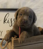Parker (Red Collar), a male Labrador Retriever for sale in Tiffin, OH – 1 of 7