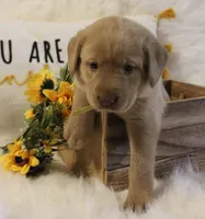 Madison (Yellow Collar), a female Labrador Retriever for sale in Tiffin, OH – 5 of 8