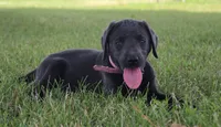 Faith (Pink Collar), a female Labrador Retriever for sale in Tiffin, OH – 10 of 10