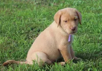 Ivy (Purple Collar), a female Labrador Retriever for sale in Tiffin, OH – 2 of 8