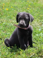 Faith (Pink Collar), a female Labrador Retriever for sale in Tiffin, OH – 4 of 10