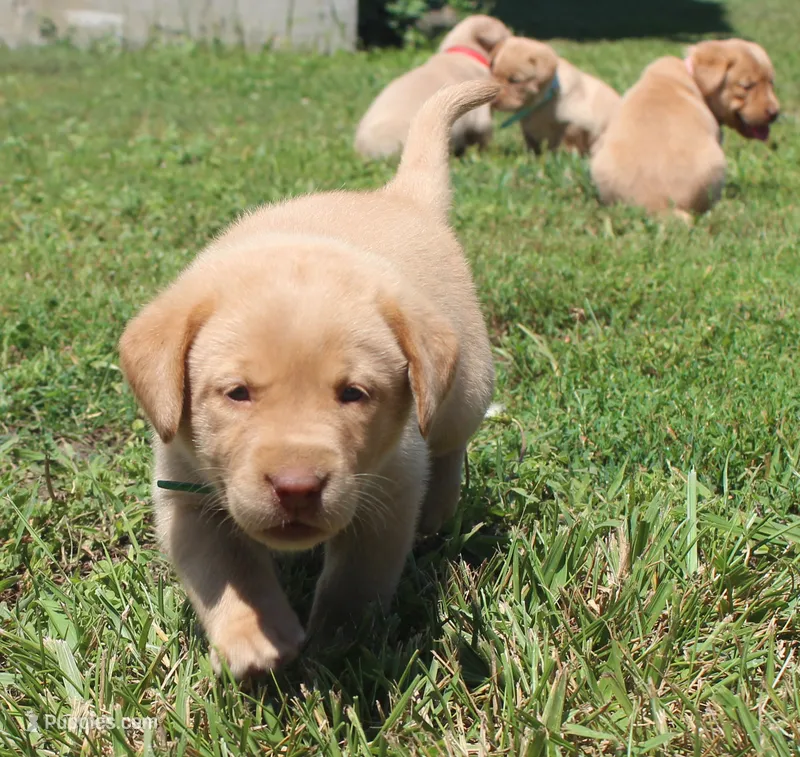 Truman (Green Collar) – Labrador Retriever puppy for sale in Tiffin, OH