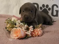Winnie (Pink Collar), a female Labrador Retriever for sale in Tiffin, OH – 5 of 6